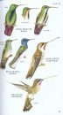 Peterson Field Guide to Birds of Northern Central America