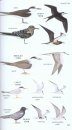 Peterson Field Guide to Birds of Northern Central America