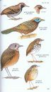 Peterson Field Guide to Birds of Northern Central America