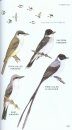Peterson Field Guide to Birds of Northern Central America
