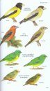 Peterson Field Guide to Birds of Northern Central America