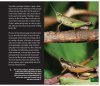 Grasshoppers of Northwest South America - A Photo Guide, Volume 1: The Western Fauna (North Chocó, Central and Western Cordillera)