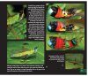 Grasshoppers of Northwest South America - A Photo Guide, Volume 1: The Western Fauna (North Chocó, Central and Western Cordillera)