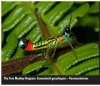 Grasshoppers of Northwest South America - A Photo Guide, Volume 1: The Western Fauna (North Chocó, Central and Western Cordillera)