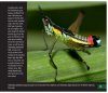 Grasshoppers of Northwest South America - A Photo Guide, Volume 1: The Western Fauna (North Chocó, Central and Western Cordillera)