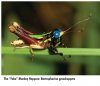 Grasshoppers of Northwest South America - A Photo Guide, Volume 1: The Western Fauna (North Chocó, Central and Western Cordillera)