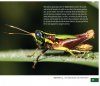 Grasshoppers of Northwest South America - A Photo Guide, Volume 1: The Western Fauna (North Chocó, Central and Western Cordillera)
