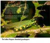 Grasshoppers of Northwest South America - A Photo Guide, Volume 1: The Western Fauna (North Chocó, Central and Western Cordillera)
