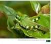 Grasshoppers of Northwest South America - A Photo Guide, Volume 1: The Western Fauna (North Chocó, Central and Western Cordillera)