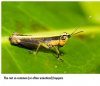 Grasshoppers of Northwest South America - A Photo Guide, Volume 1: The Western Fauna (North Chocó, Central and Western Cordillera)