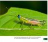 Grasshoppers of Northwest South America - A Photo Guide, Volume 1: The Western Fauna (North Chocó, Central and Western Cordillera)