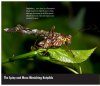 Grasshoppers of Northwest South America - A Photo Guide, Volume 1: The Western Fauna (North Chocó, Central and Western Cordillera)