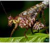 Grasshoppers of Northwest South America - A Photo Guide, Volume 1: The Western Fauna (North Chocó, Central and Western Cordillera)