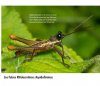 Grasshoppers of Northwest South America - A Photo Guide, Volume 2: The Eastern Fauna (The Eastern Cordillera and the Llanos)