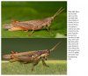 Grasshoppers of Northwest South America - A Photo Guide, Volume 2: The Eastern Fauna (The Eastern Cordillera and the Llanos)