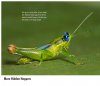 Grasshoppers of Northwest South America - A Photo Guide, Volume 2: The Eastern Fauna (The Eastern Cordillera and the Llanos)