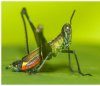 Saltamontes de Colombia - Guía Fotográfica, Volumen 2: Fauna Oriental y Norte Parcial (Santander, Llanos y Cordilleras Central y Oriental) [Grasshoppers of Northwest South America - A Photo Guide, Volume 2: The Eastern Fauna (The Eastern Cordillera and 
