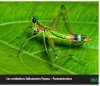 Saltamontes de Colombia - Guía Fotográfica, Volumen 2: Fauna Oriental y Norte Parcial (Santander, Llanos y Cordilleras Central y Oriental) [Grasshoppers of Northwest South America - A Photo Guide, Volume 2: The Eastern Fauna (The Eastern Cordillera and 