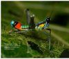 Saltamontes de Colombia - Guía Fotográfica, Volumen 2: Fauna Oriental y Norte Parcial (Santander, Llanos y Cordilleras Central y Oriental) [Grasshoppers of Northwest South America - A Photo Guide, Volume 2: The Eastern Fauna (The Eastern Cordillera and 