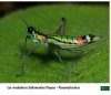 Saltamontes de Colombia - Guía Fotográfica, Volumen 2: Fauna Oriental y Norte Parcial (Santander, Llanos y Cordilleras Central y Oriental) [Grasshoppers of Northwest South America - A Photo Guide, Volume 2: The Eastern Fauna (The Eastern Cordillera and 