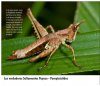 Saltamontes de Colombia - Guía Fotográfica, Volumen 2: Fauna Oriental y Norte Parcial (Santander, Llanos y Cordilleras Central y Oriental) [Grasshoppers of Northwest South America - A Photo Guide, Volume 2: The Eastern Fauna (The Eastern Cordillera and 