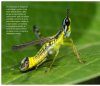 Saltamontes de Colombia - Guía Fotográfica, Volumen 2: Fauna Oriental y Norte Parcial (Santander, Llanos y Cordilleras Central y Oriental) [Grasshoppers of Northwest South America - A Photo Guide, Volume 2: The Eastern Fauna (The Eastern Cordillera and 