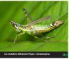 Saltamontes de Colombia - Guía Fotográfica, Volumen 2: Fauna Oriental y Norte Parcial (Santander, Llanos y Cordilleras Central y Oriental) [Grasshoppers of Northwest South America - A Photo Guide, Volume 2: The Eastern Fauna (The Eastern Cordillera and 