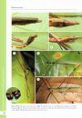 A Taxonomic Guide to the Stick Insects of Borneo
