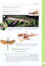 A Taxonomic Guide to the Stick Insects of Borneo