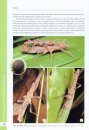 A Taxonomic Guide to the Stick Insects of Borneo