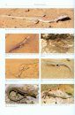 Reptile Life in the Land of Israel