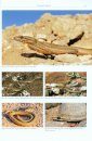 Reptile Life in the Land of Israel