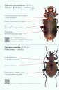 Coléoptères du Bassin Parisien: Guide d'Identification de Terrain [Beetles of the Paris Basin: Field Identification Guide]