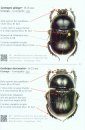 Coléoptères du Bassin Parisien: Guide d'Identification de Terrain [Beetles of the Paris Basin: Field Identification Guide]