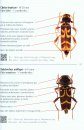 Coléoptères du Bassin Parisien: Guide d'Identification de Terrain [Beetles of the Paris Basin: Field Identification Guide]