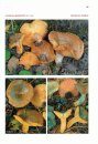 Riisikad: The Genus Lactarius in Estonia [Estonian]