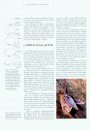 Handbuch der Fledermäuse Europas und Nordwestafrikas: Biologie, Kennzeichen, Gefährdung [Handbook of Bats of Europe and North Africa: Biology, Identification, Threats]