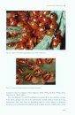 A Natural History of Ladybird Beetles