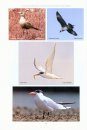An Atlas of the Birds of NSW & the ACT, Volume 2