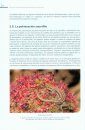 Guía de Campo de los Polinizadores de España [Field Guide to Pollinators of Spain]