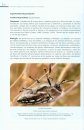 Guía de Campo de los Polinizadores de España [Field Guide to Pollinators of Spain]