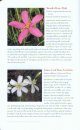 Field Guide to the Wildflowers of Georgia and Surrounding States