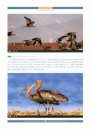 Chinese Birds Illustrated [Chinese]