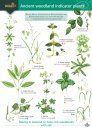 Guide to Ancient Woodland Indicator Plants