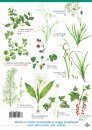 Ancient Woodland Indicator Plants