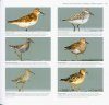 Guide d'Identification des Limicoles d'Europe [Waders of Europe]