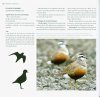 Guide d'Identification des Limicoles d'Europe [Waders of Europe]