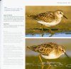 Guide d'Identification des Limicoles d'Europe [Waders of Europe]