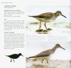 Guide d'Identification des Limicoles d'Europe [Waders of Europe]