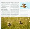 Guide d'Identification des Limicoles d'Europe [Waders of Europe]